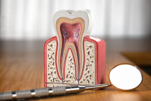 Tooth model cross section with dental mirror tool on wooden table. Close up. Dental treatment and hygiene concept. North Carolina endodontics