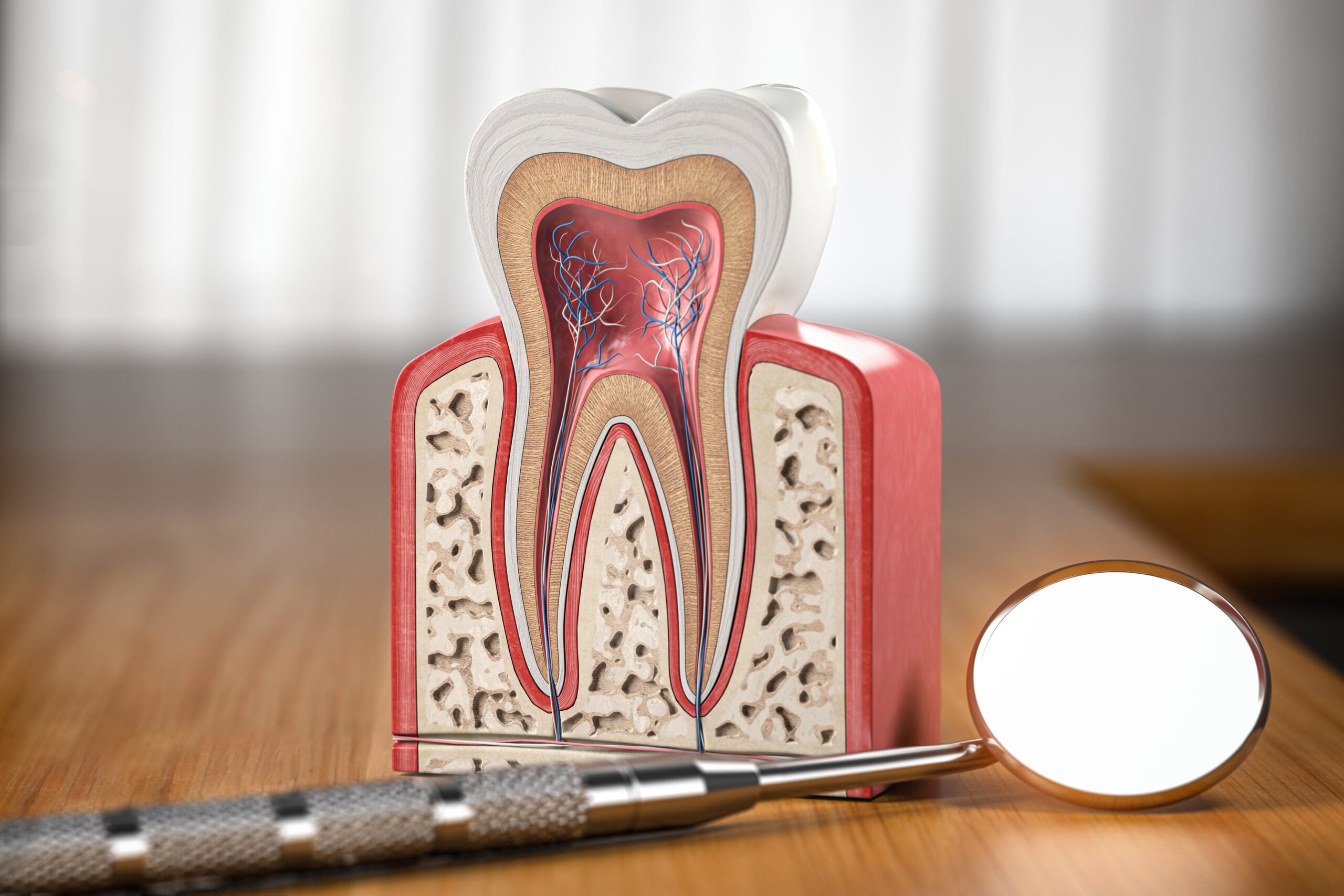 Tooth model cross section with dental mirror tool on wooden table. Close up. Dental treatment and hygiene concept. North Carolina endodontics